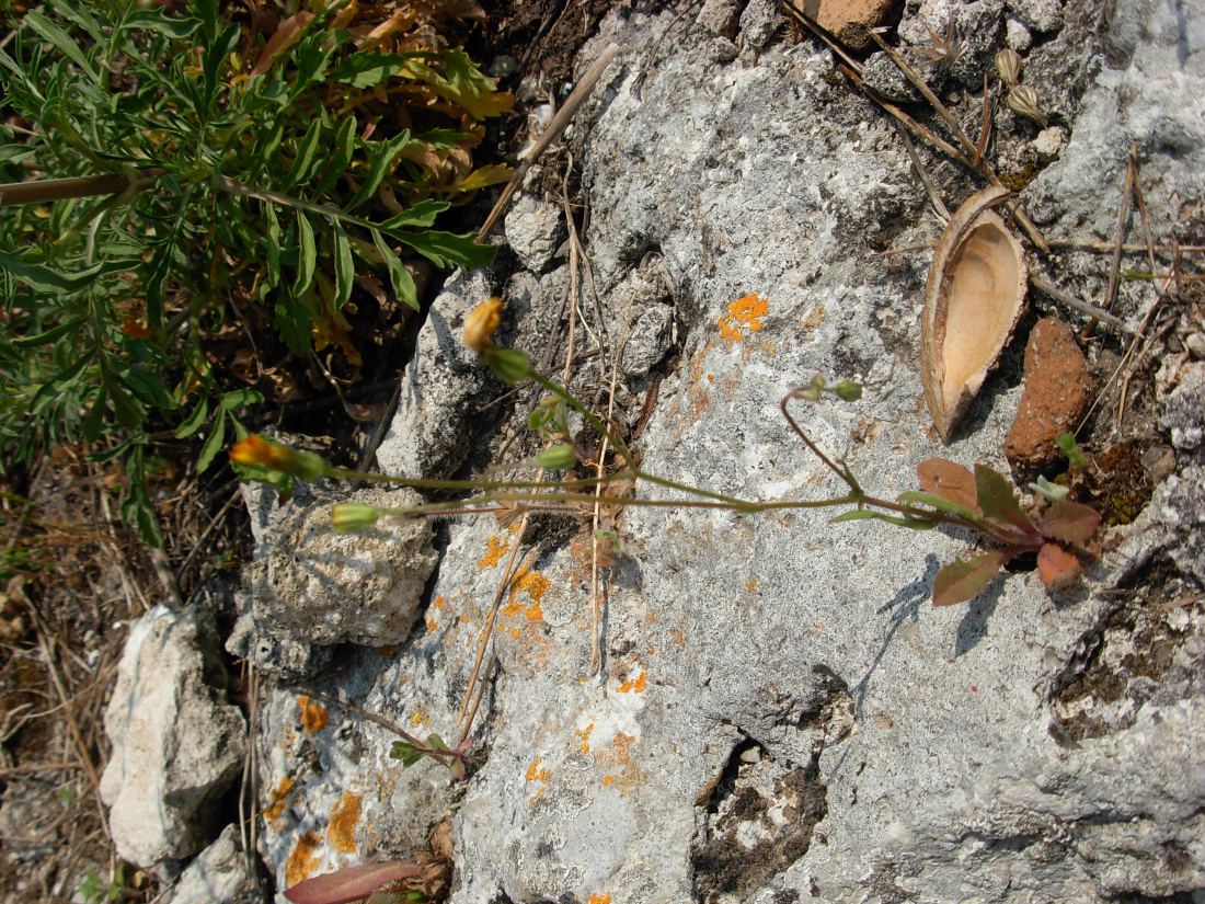 Crepis neglecta subsp. neglecta / Radicchiella minore